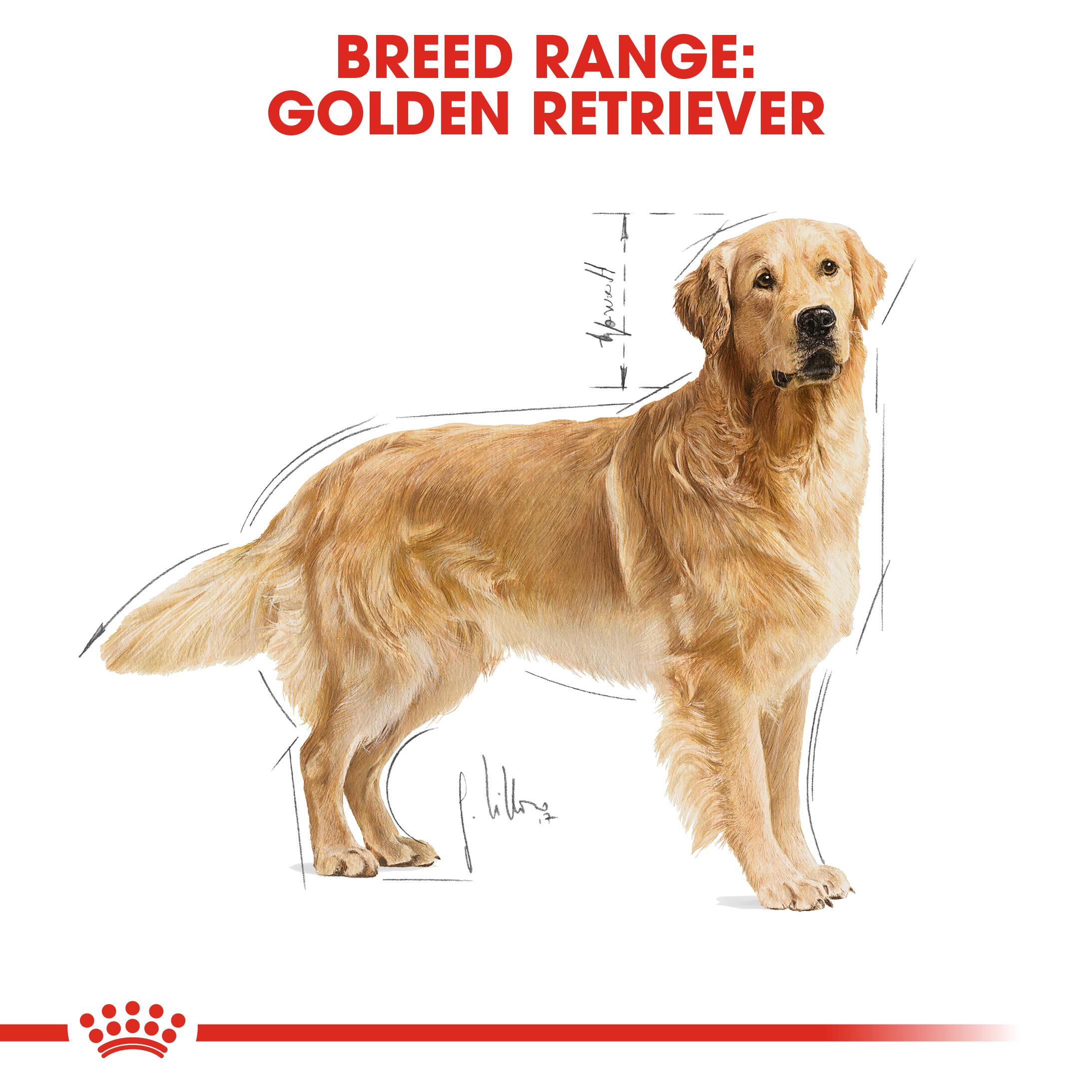 RC Golden Retriever 12kg |Free Shipping at Petshop.co.uk
